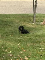 Jax, a male Miniature Dachshund for sale in Winona, MN – Photo 1 of 6