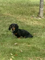 Jax, a male Miniature Dachshund for sale in Winona, MN – Photo 4 of 6