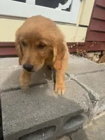 Cooper, a male Golden Retriever for sale in Winona, MN – 3 of 4
