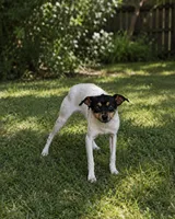 Mickey mouse , a male Rat Terrier and Toy Fox Terrier for sale in Winona, MN – 3 of 3