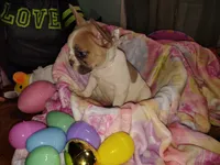 Female 2 , a female French Bulldog for sale in Winona, MN – Photo 8 of 9