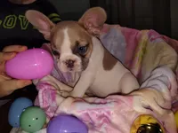 Female 2 , a female French Bulldog for sale in Winona, MN – Photo 6 of 9