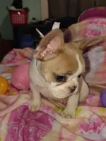 Female 2 , a female French Bulldog for sale in Winona, MN – Photo 3 of 9