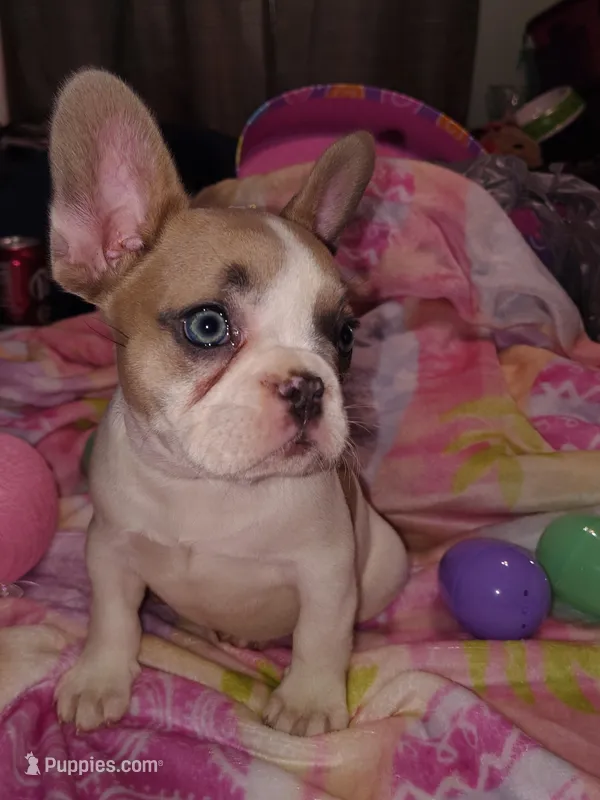 Female 2  – French Bulldog puppy for sale in Winona, MN