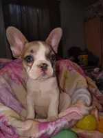 Female 2 , a female French Bulldog for sale in Winona, MN – Photo 9 of 9