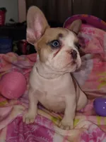 Female 2 , a female French Bulldog for sale in Winona, MN – Photo 2 of 9