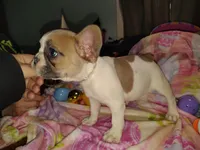 Female 2 , a female French Bulldog for sale in Winona, MN – Photo 7 of 9