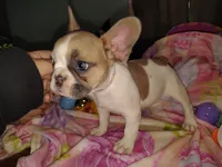 Female 2 , a female French Bulldog for sale in Winona, MN – Photo 5 of 9