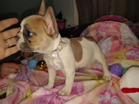 Female 2 , a female French Bulldog for sale in Winona, MN – Photo 4 of 9