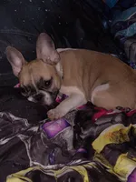 Libby, a female French Bulldog for sale in Winona, MN – 4 of 7