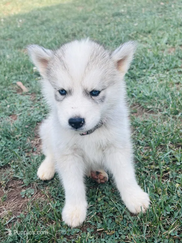 Na – Siberian Husky puppy for sale in Kernersville, NC