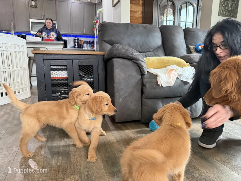 Buddy  – Golden Retriever puppy for sale in Denver, CO