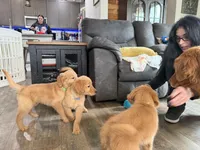 Buddy , a male Golden Retriever for sale in Denver, CO – Photo 1 of 2