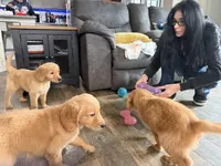 Buddy , a male Golden Retriever for sale in Denver, CO – Photo 2 of 2