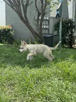 Ghost, a male German Shepherd Dog and Siberian Husky for sale in Fort Worth, TX – Photo 3 of 3