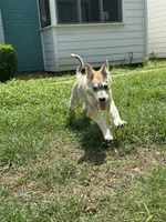 Ghost, a male German Shepherd Dog and Siberian Husky for sale in Fort Worth, TX – Photo 1 of 3