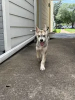 Ghost, a male German Shepherd Dog and Siberian Husky for sale in Fort Worth, TX – Photo 2 of 3