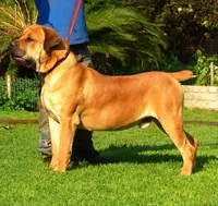 Puppies coming soon!, a  Boerboel for sale in Oskaloosa, IA – 3 of 4