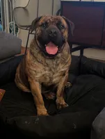 Puppies coming soon!, a  Boerboel for sale in Oskaloosa, IA – 2 of 4