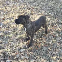 CeCe - Sport Dog Prospect, a female Boerboel for sale in Des Moines, IA – Photo 4 of 4