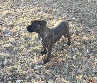 CeCe, a female Boerboel for sale in Kansas City, MO – Photo 4 of 4