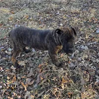 CeCe - Sport Dog Prospect, a female Boerboel for sale in Des Moines, IA – Photo 2 of 4
