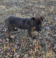 CeCe, a female Boerboel for sale in Kansas City, MO – Photo 2 of 4
