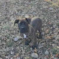 CeCe - Sport Dog Prospect, a female Boerboel for sale in Des Moines, IA – Photo 1 of 4