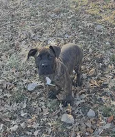 CeCe, a female Boerboel for sale in Kansas City, MO – Photo 1 of 4