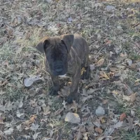 CeCe - Sport Dog Prospect, a female Boerboel for sale in Des Moines, IA – Photo 3 of 4