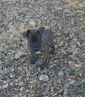 CeCe, a female Boerboel for sale in Kansas City, MO – Photo 3 of 4