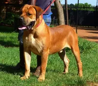 Puppies coming soon!, a  Boerboel for sale in Oskaloosa, IA – 4 of 4