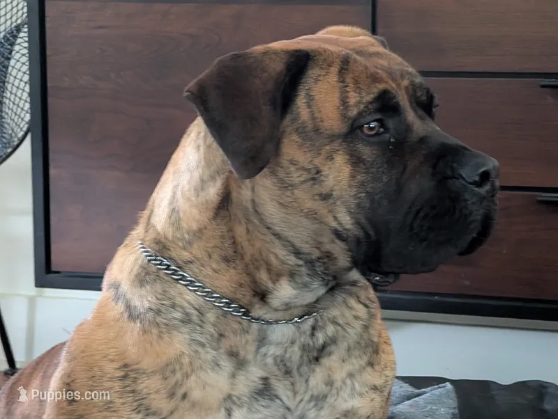 Puppies coming soon! – Boerboel puppy for sale in Oskaloosa, IA