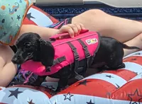 Ellie Mae, a female Miniature Dachshund for sale in Lexington, NC – 3 of 3