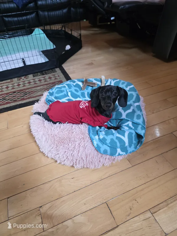 Ellie Mae – Miniature Dachshund puppy for sale in Lexington, NC