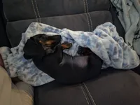 Ellie Mae, a female Miniature Dachshund for sale in Lexington, NC – 2 of 3