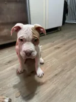 Miss Moo, a female American Bully for sale in Buffalo, NY – Photo 5 of 5