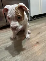 Miss Moo, a female American Bully for sale in Buffalo, NY – Photo 4 of 5