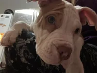 Miss Moo, a female American Bully for sale in Buffalo, NY – Photo 3 of 5