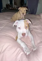 Miss Moo, a female American Bully for sale in Buffalo, NY – Photo 1 of 5