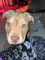 Bean, a female American Bully for sale in Buffalo, NY – Photo 1 of 4