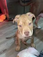 Bean, a female American Bully for sale in Buffalo, NY – Photo 4 of 4