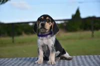 Lyra, a female Beagle for sale in Dade City, FL – 3 of 9
