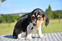 Atlas, a male Beagle for sale in Dade City, FL – 8 of 8