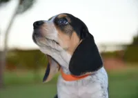 Hatcher, a male Beagle for sale in Dade City, FL – 9 of 10