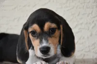 Benson, a male Beagle for sale in Dade City, FL – 3 of 9