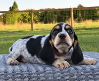 Yukon, a male Beagle for sale in Dade City, FL – 2 of 9