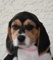 Cheyenne, a female Beagle for sale in Dade City, FL – 5 of 8