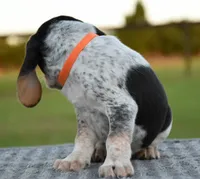 Hatcher, a male Beagle for sale in Dade City, FL – 8 of 10