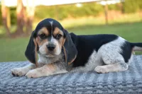 Koda, a male Beagle for sale in Dade City, FL – 6 of 8